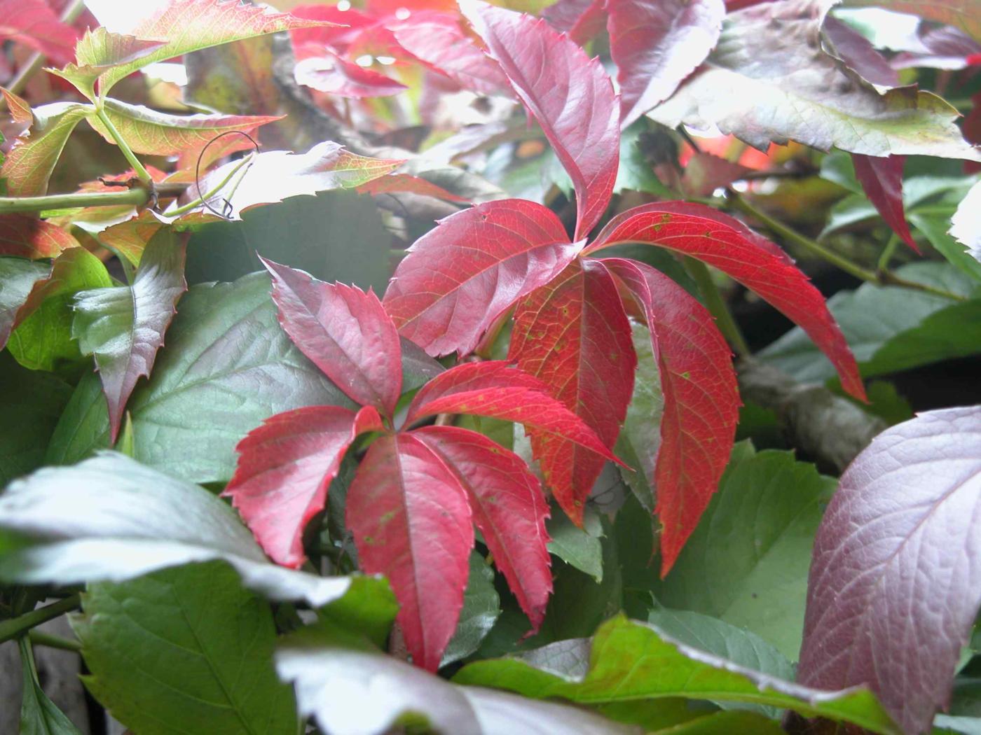 Virginia creeper leaf